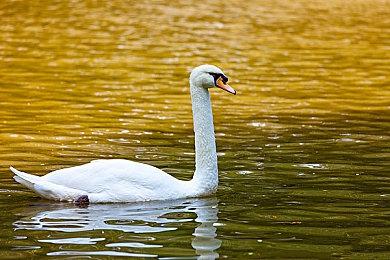 《全面战争：战锤3》新史低开启试玩以及改善联机游玩时网络环境的方法介绍