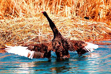 宝可梦25周年合作歌手周深 纪念曲目《可梦》1月19日凌晨上线